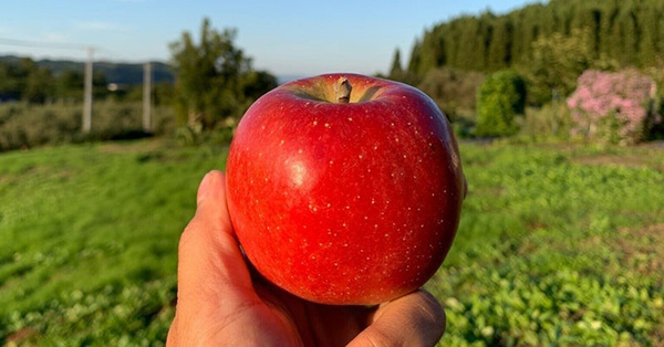 レッドゴールド