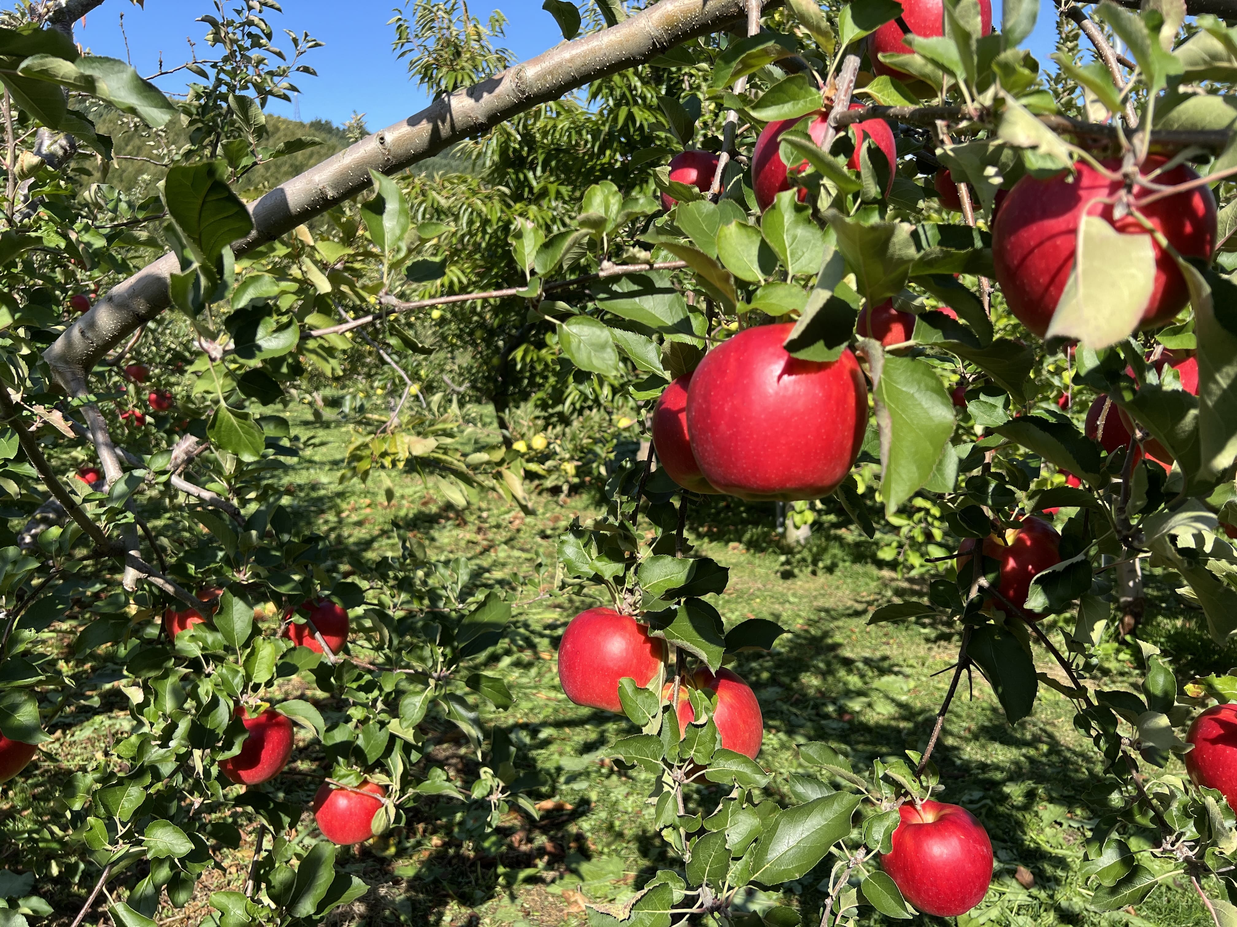 吉川果樹園のりんご1