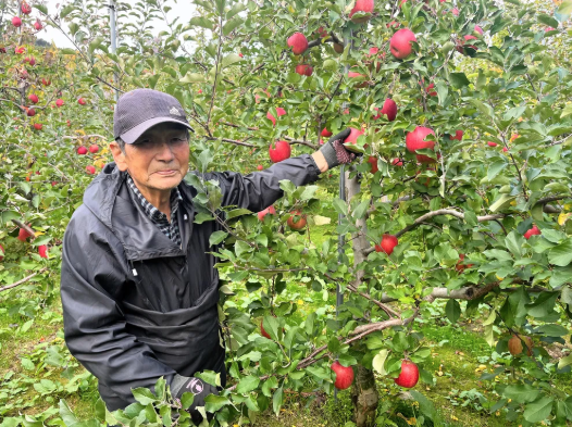 吉川果樹園のりんご1