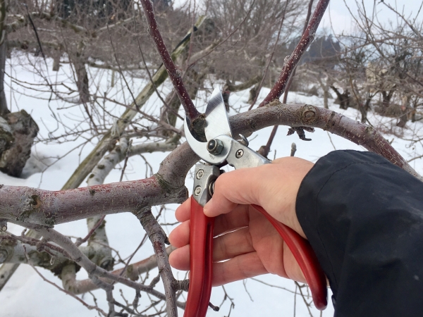 りんご剪定