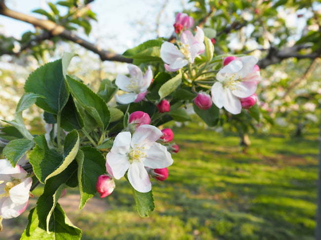 りんご開花・受粉